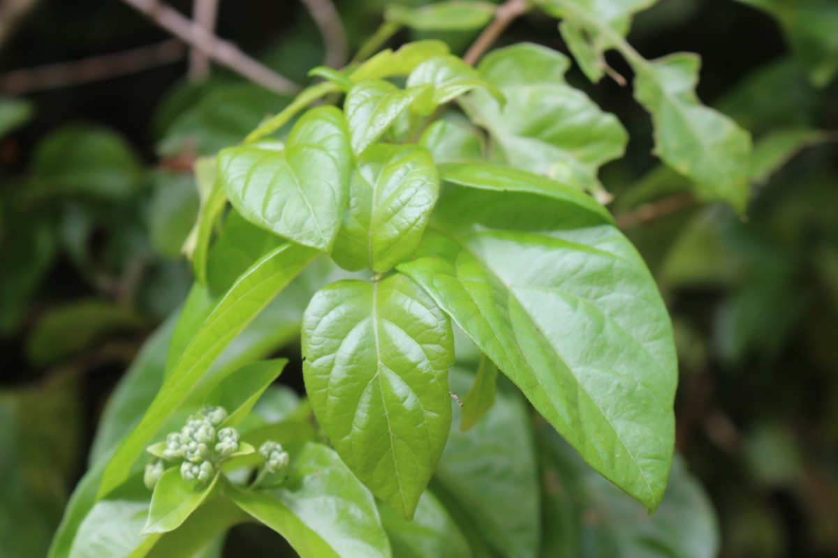 Glossocarya scandens (L.f.) Trimen